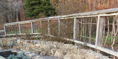 Fence at the back of the herb garden.