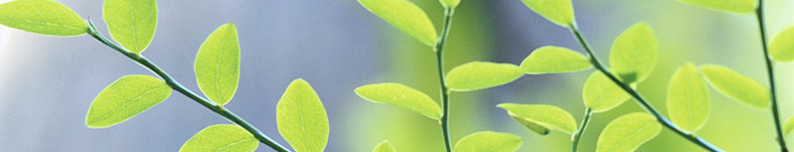 Vine and branch photograph — Out on a Lim masthead